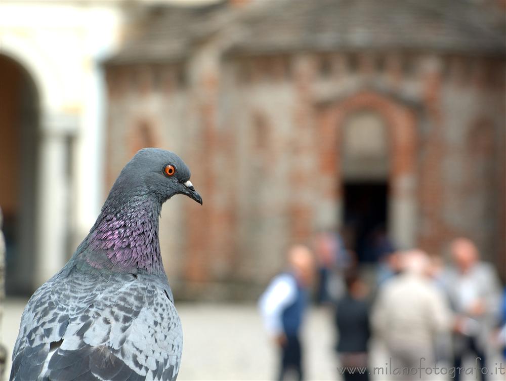 Biella (Italy) - Pigeon with the baptistery of the Cathedral of Biella in the background